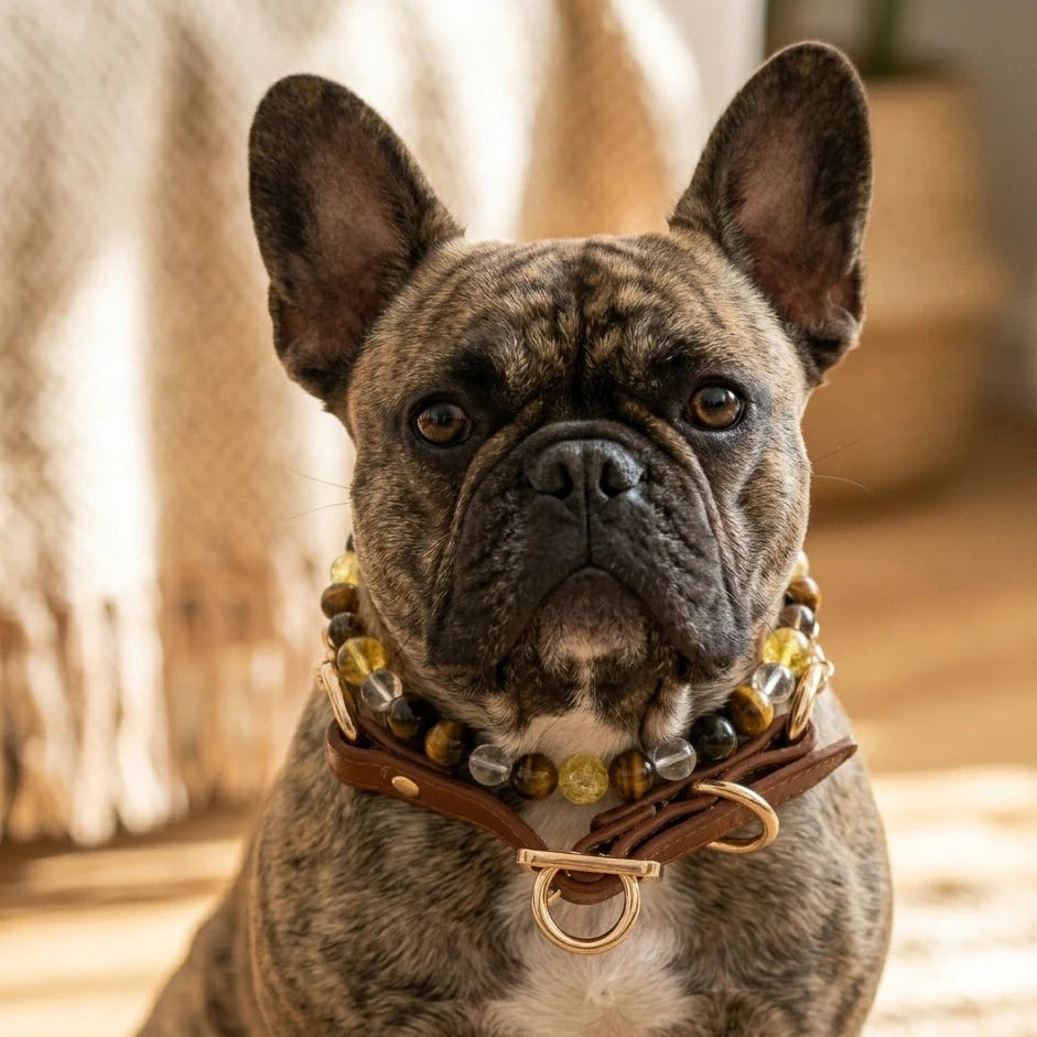 Dog owner wearing tiger's eye confidence bracelet beside dog wearing matching leather healing crystal collar with tiger's eye and citrine bead strand, matching crystal energy set for pet and owner