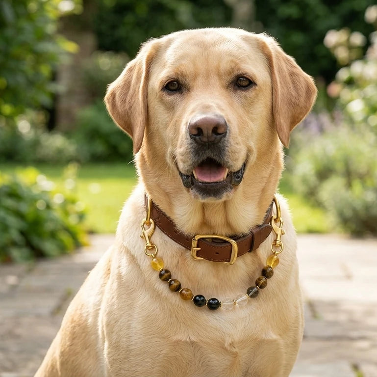 Dog wearing genuine leather crystal collar with tiger's eye and citrine healing stone bead strand and gold hardware, confidence and vitality energy pet jewelry for dogs outdoors