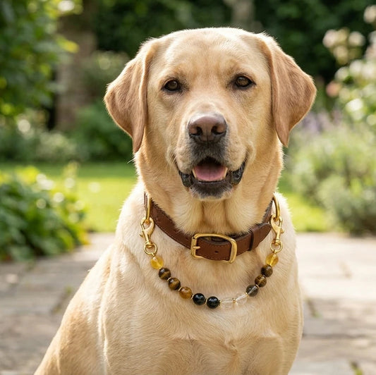 Dog wearing genuine leather crystal collar with tiger's eye and citrine healing stone bead strand and gold hardware, confidence and vitality energy pet jewelry for dogs outdoors